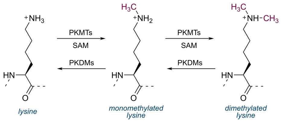 1972919605253492736-dimethylation-analysis-service1.jpg