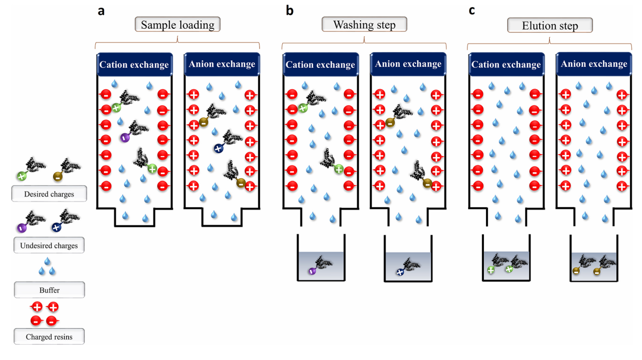 sax-scx-based-modified-peptide-enrichment-service1