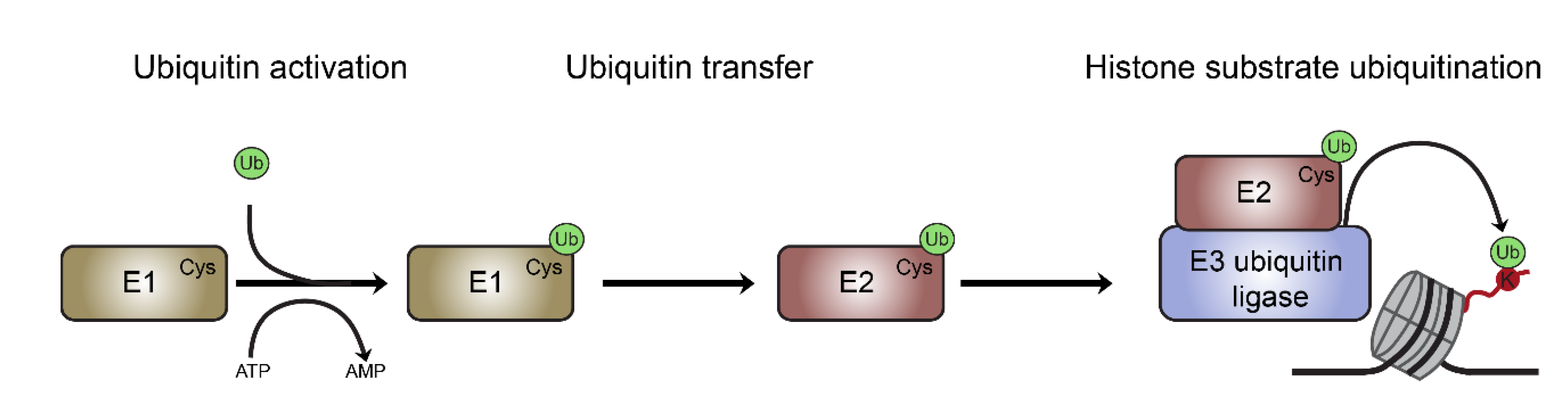 histone-ubiquitination-analysis-service1.png
