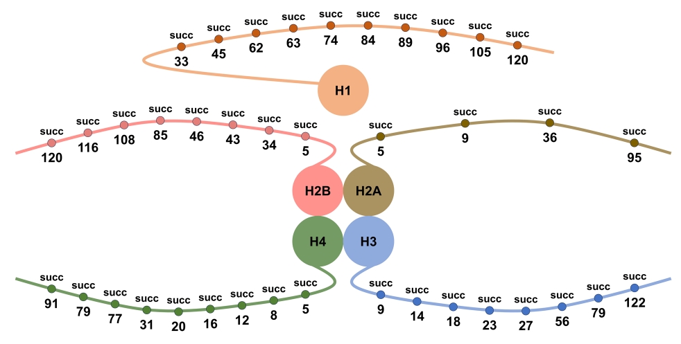 histone-succinylation-analysis-service1.jpg