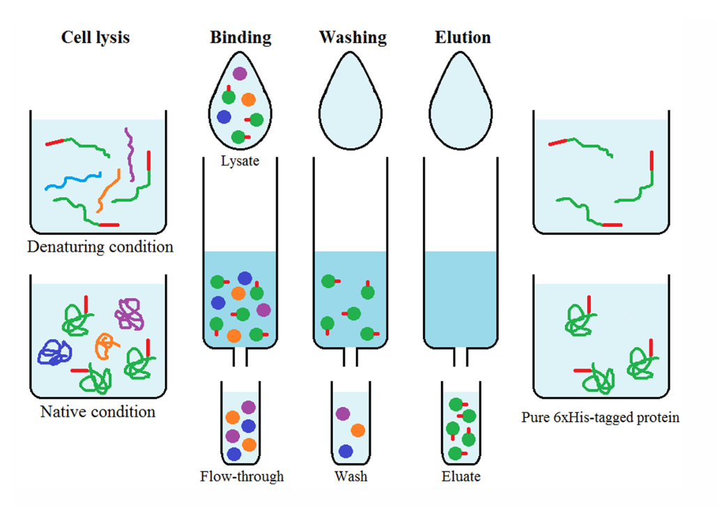 imac-based-modified-peptide-enrichment-service1