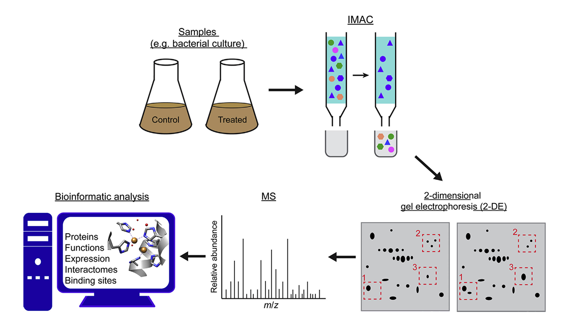 imac-based-modified-peptide-enrichment-service2