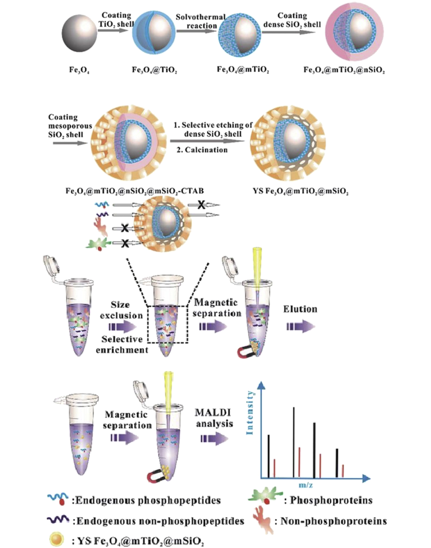 1976225783261810688-moac-based-modified-peptide-enrichment-service1.png