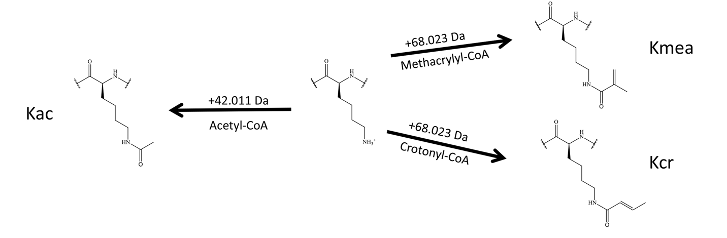 1976523063286157312-histone-lysine-methacrylation-analysis-service1.png