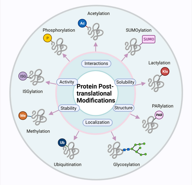 1977567782917230592-protein-post-translational-modifications-profiling-service1.png