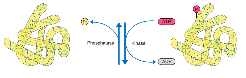 1977569313221627904-protein-post-translational-modifications-profiling-service2.png