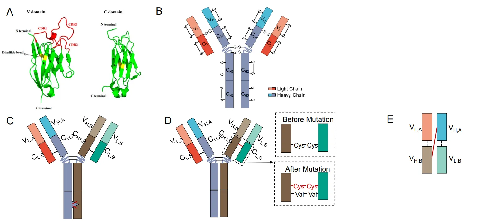 1977570057916108800-protein-post-translational-modifications-profiling-service10.png