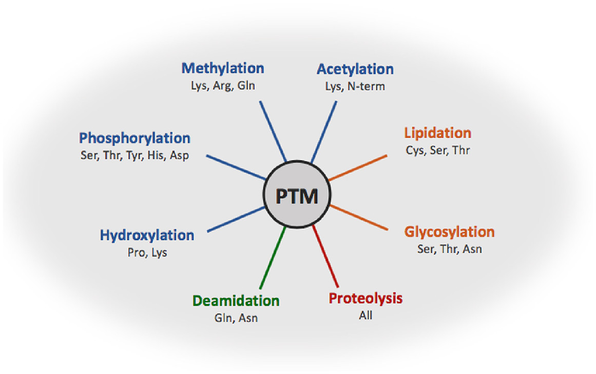 1977570170235375616-protein-post-translational-modifications-profiling-service11.jpg