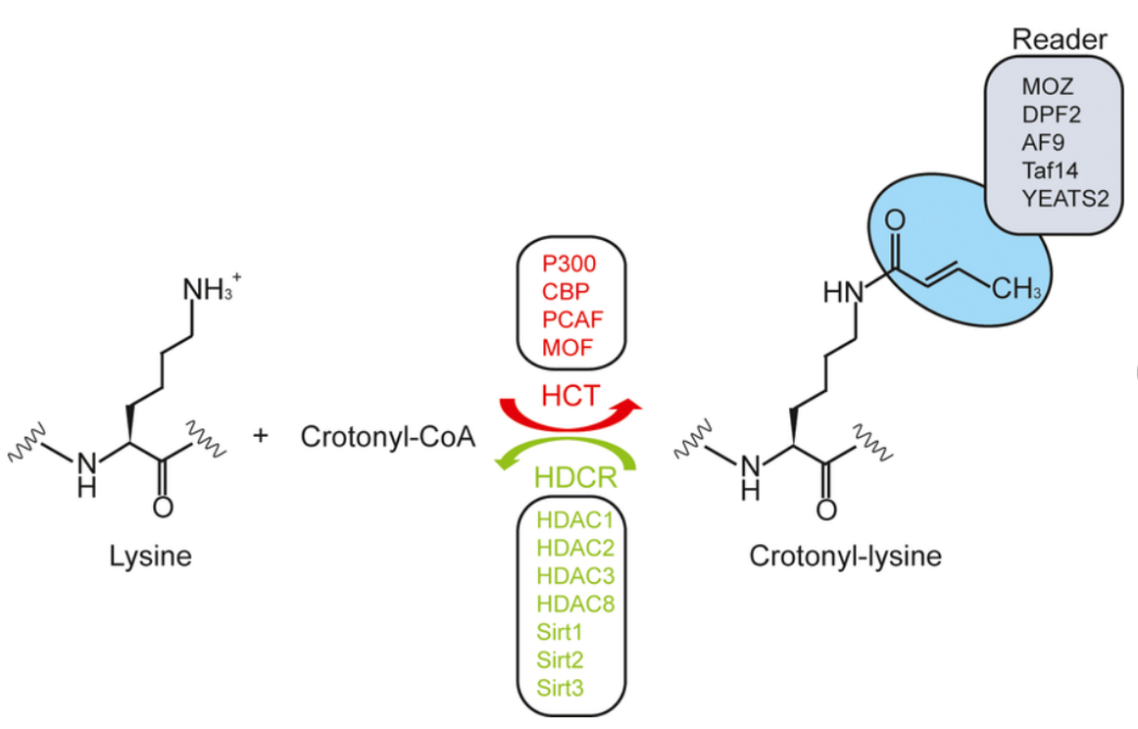 crotonylation-analysis-service1