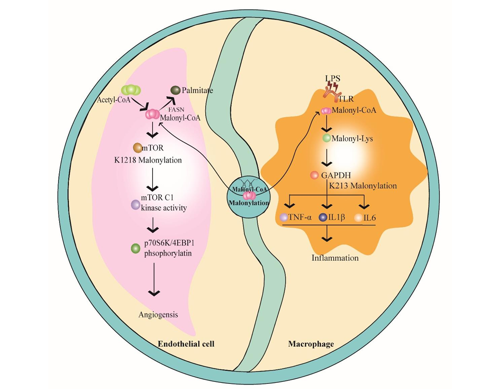 malonylation-analysis-service1