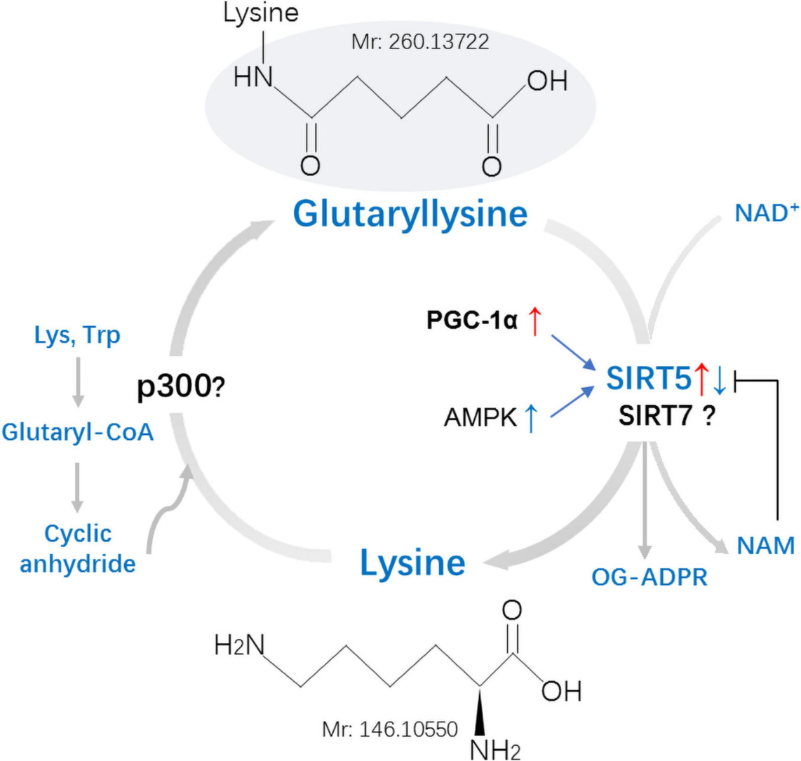 glutarylation-analysis-service1