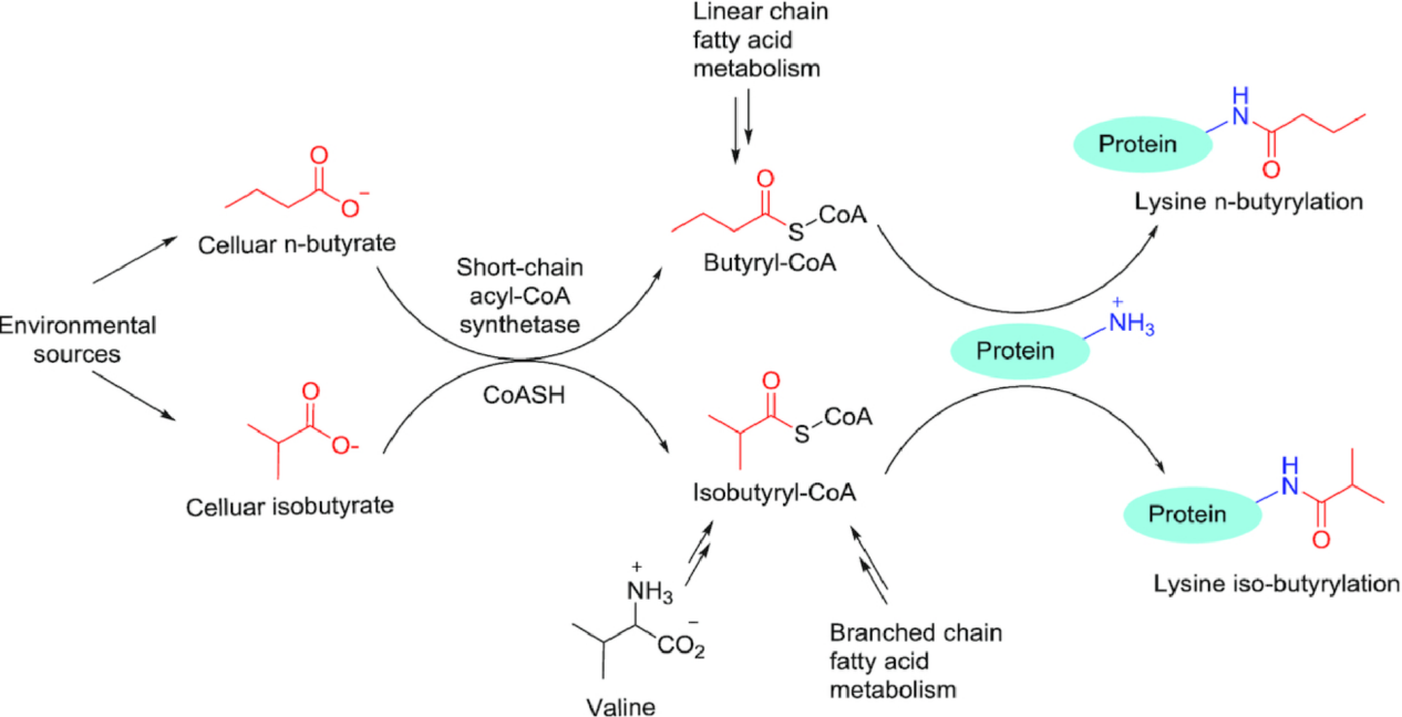 butyrylation-analysis-service1