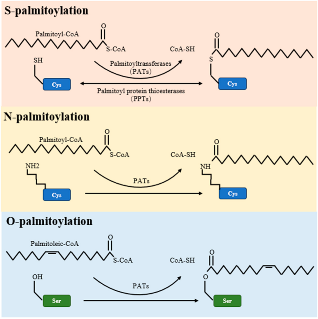 palmitoylation-analysis-service1