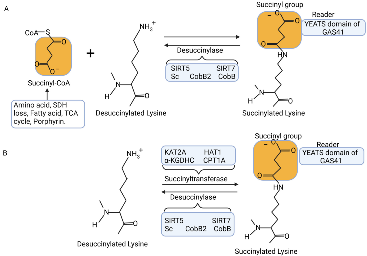 succinylation-analysis-service1