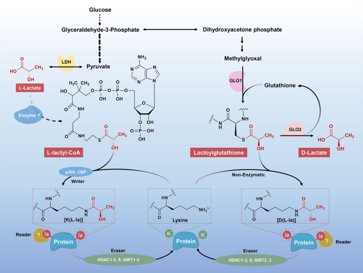 lactylation-analysis-service1