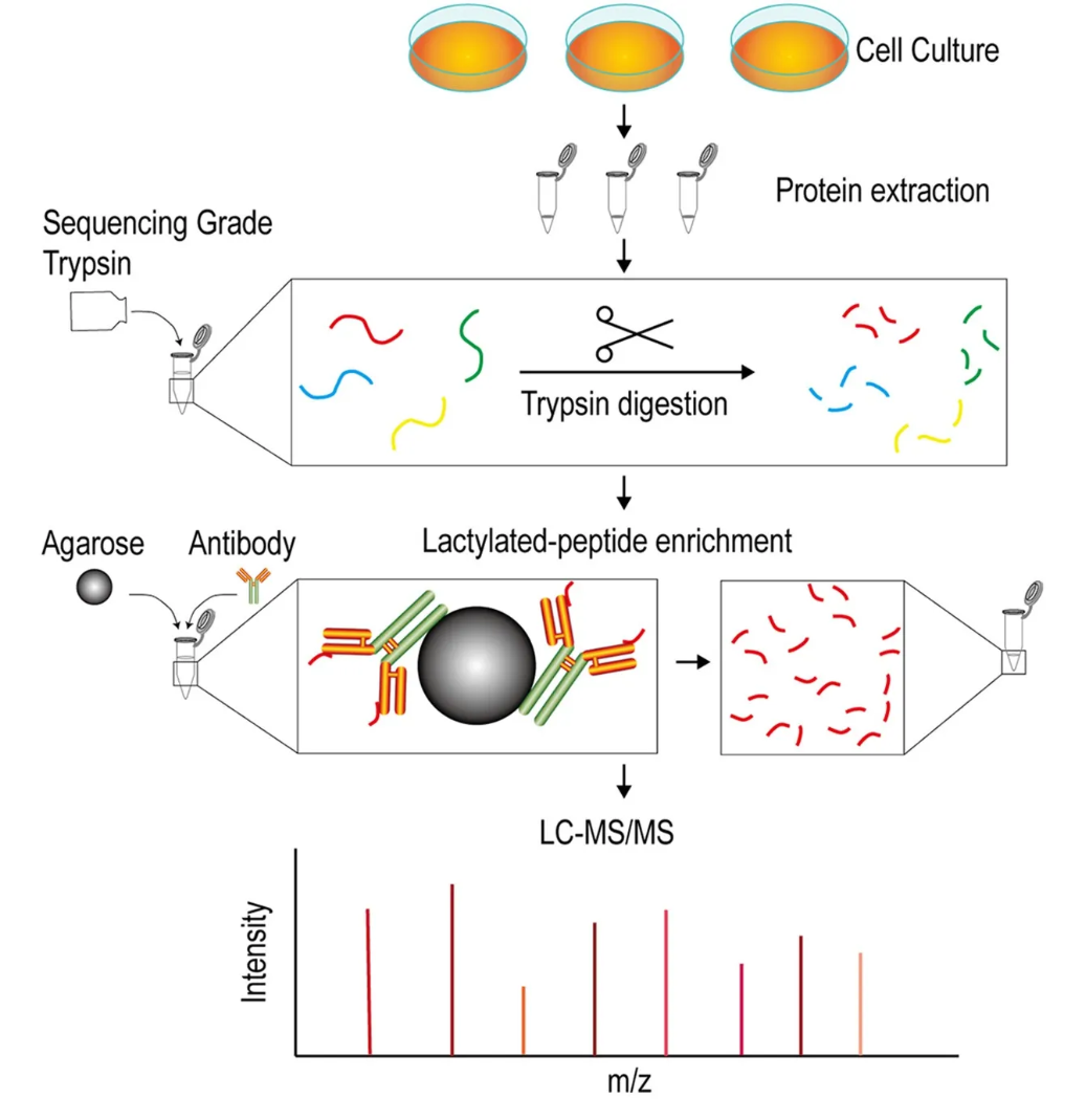 lactylation-analysis-service2
