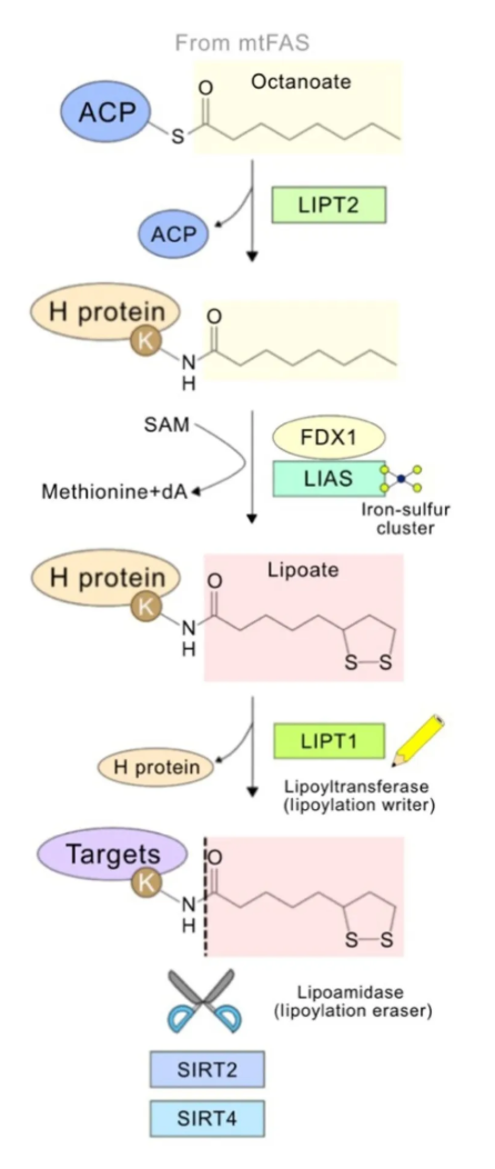 lipoylation-analysis-service1