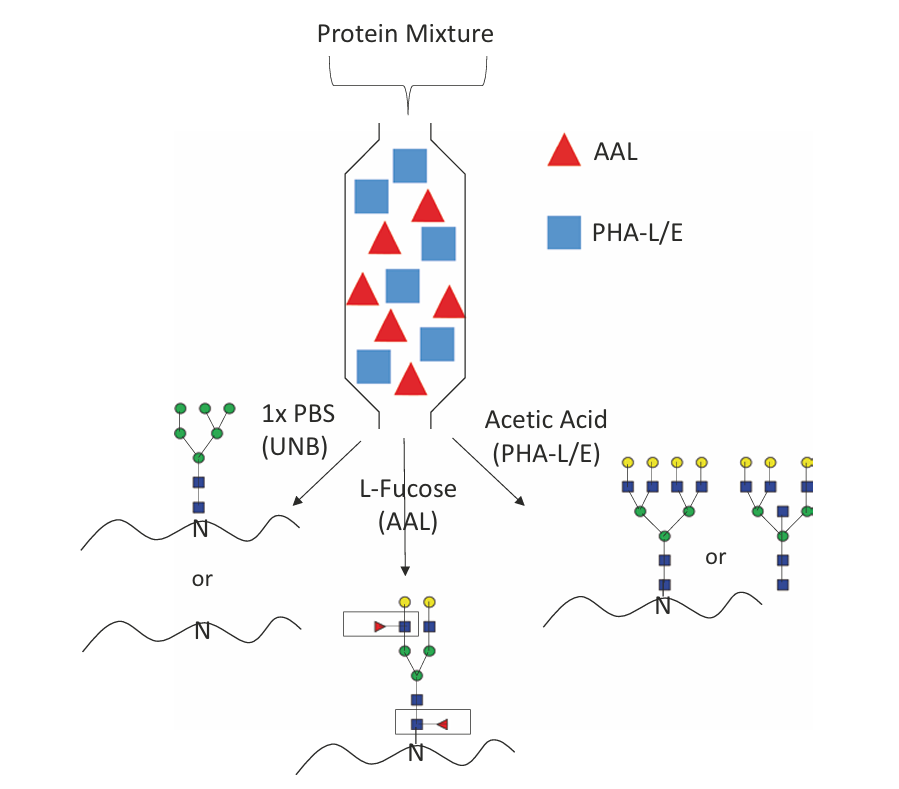m-lac-based-modified-peptide-enrichment-service1