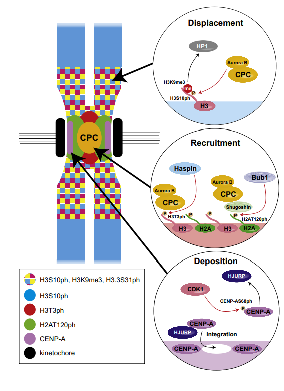 histone-phosphorylation-analysis-service1.png