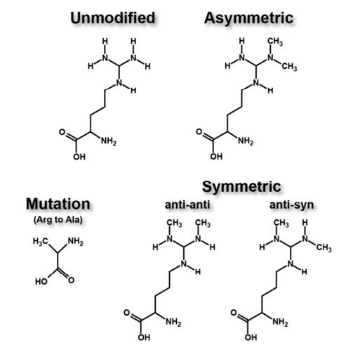 1976840864047681536-histone-asymmetric-dimethylation-analysis-service1.png