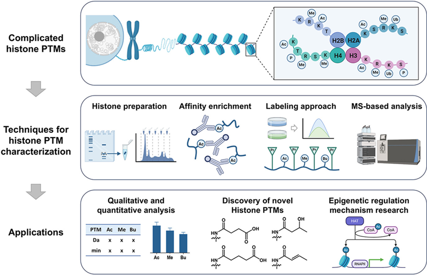 quantitative-histone-ptms-analysis-service1.jpg