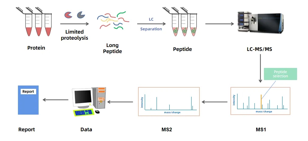 1976897521414950912-middle-down-ms-based-post-translational-modification-analysis-service1.jpg