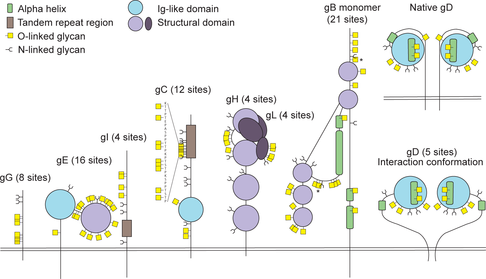 1978651976116326400-viral-o-glycoproteomics-service1.png