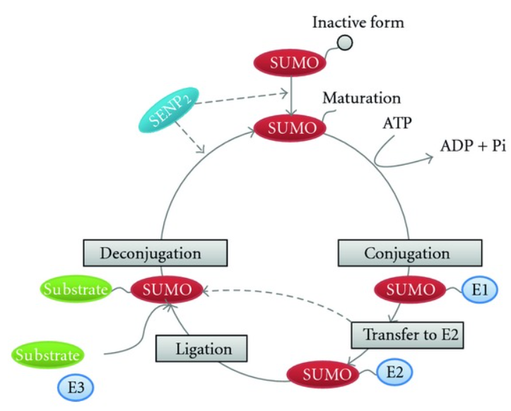 1980087305763409920-sumo-proteomics-analysis-service1.PNG