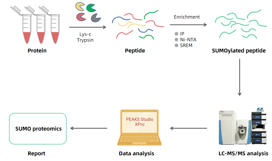 1980090680814981120-sumo-proteomics-analysis-service2.PNG