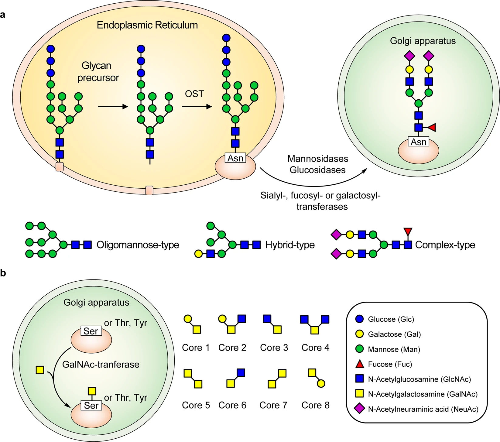 1978994180714254336-viral-n-glycoproteomics-service1.png
