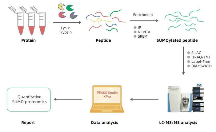 1979006239883513856-quantitative-sumo-proteomics-service1.PNG