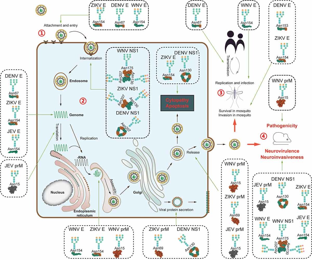 1979020412373815296-ms-based-viral-glycoproteomics-service1.jpg