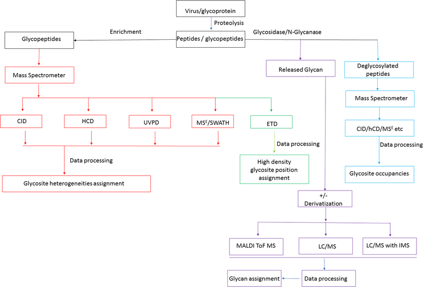 1979020599481716736-ms-based-viral-glycoproteomics-service2.png