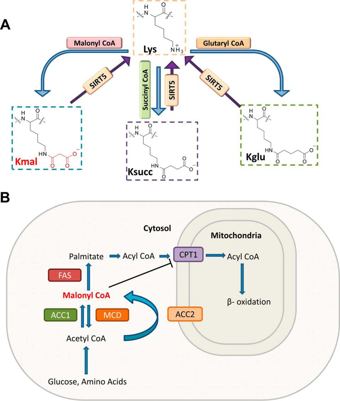 1979060063922933760-malonylation-proteomics-service1.jpg