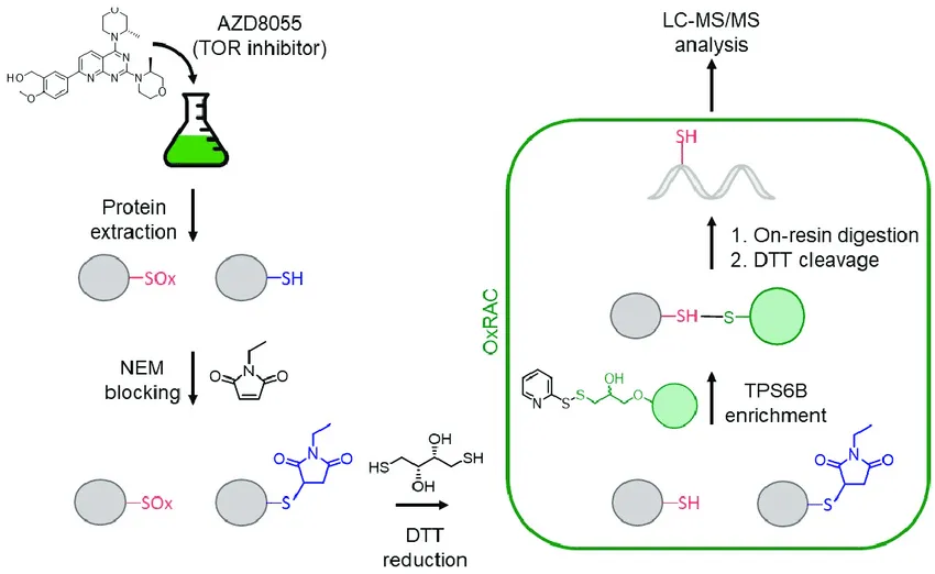 1979117162262548480-cysteine-redoxome-proteomics-analysis-service2.png