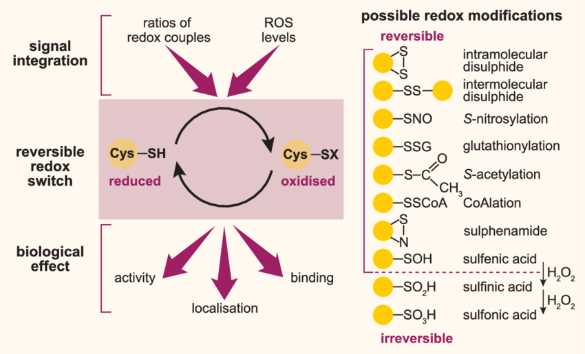 1979117265048162304-cysteine-redoxome-proteomics-analysis-service1.png