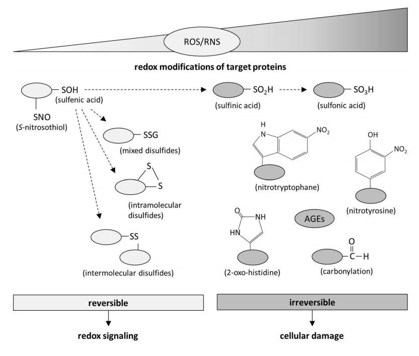 redox-proteomics-analysis-service1.png