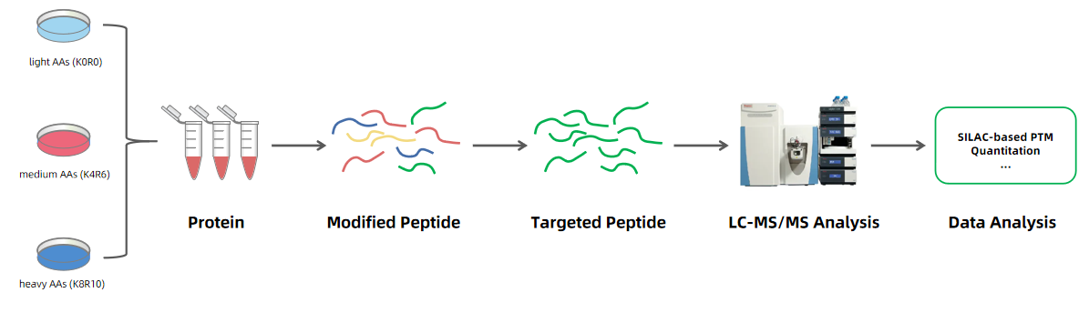 1980518077544648704-silac-based-quantitative-ptm-service1.PNG