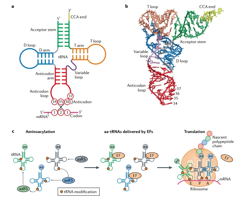 trna-modification-lc-ms-analysis-service1.jpg