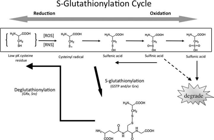 1980197001430159360-s-glutathionylation-mapping-service1.jpg
