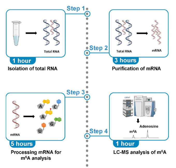 m6a-modification-lc-ms-analysis-service2.png