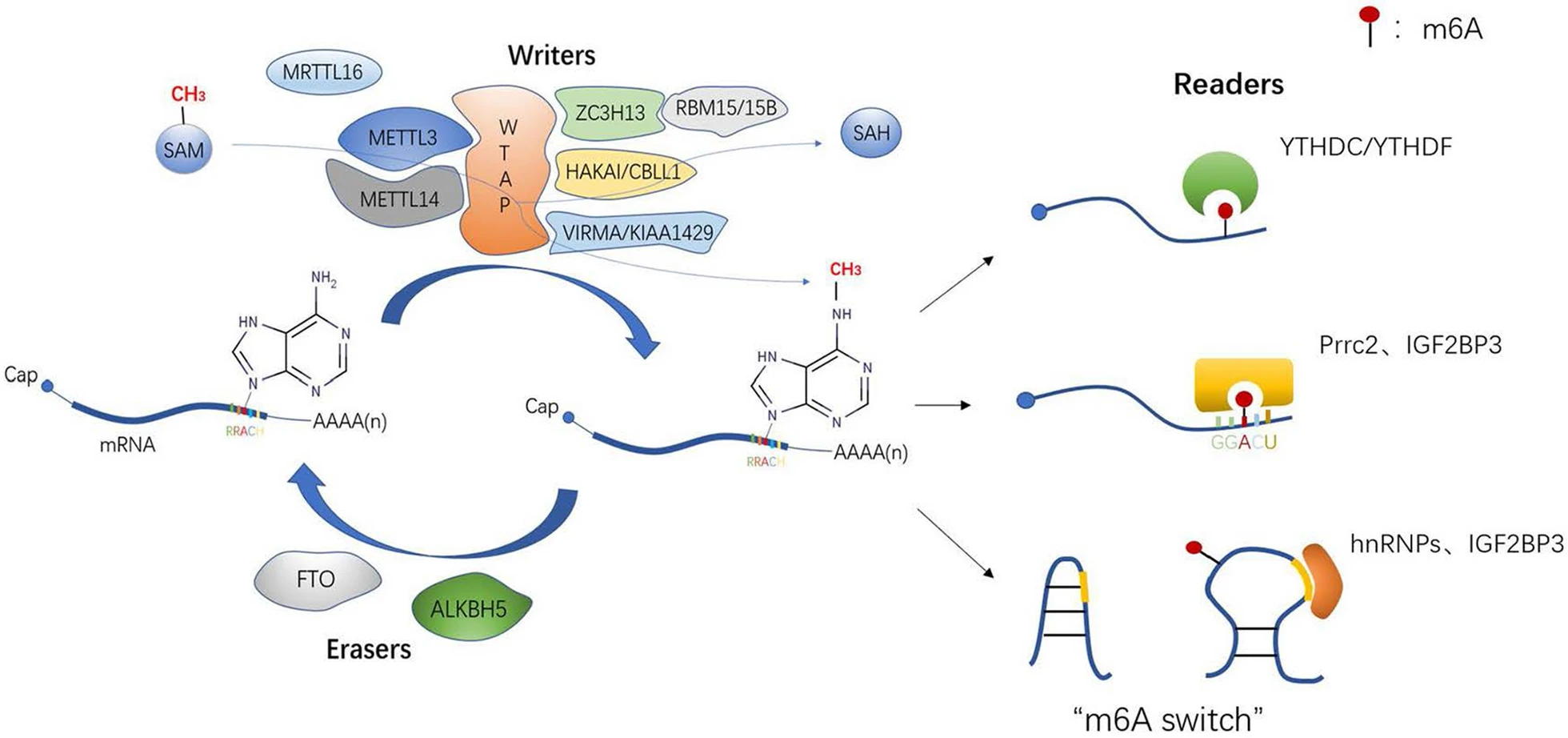 m6a-modification-lc-ms-analysis-service1.png