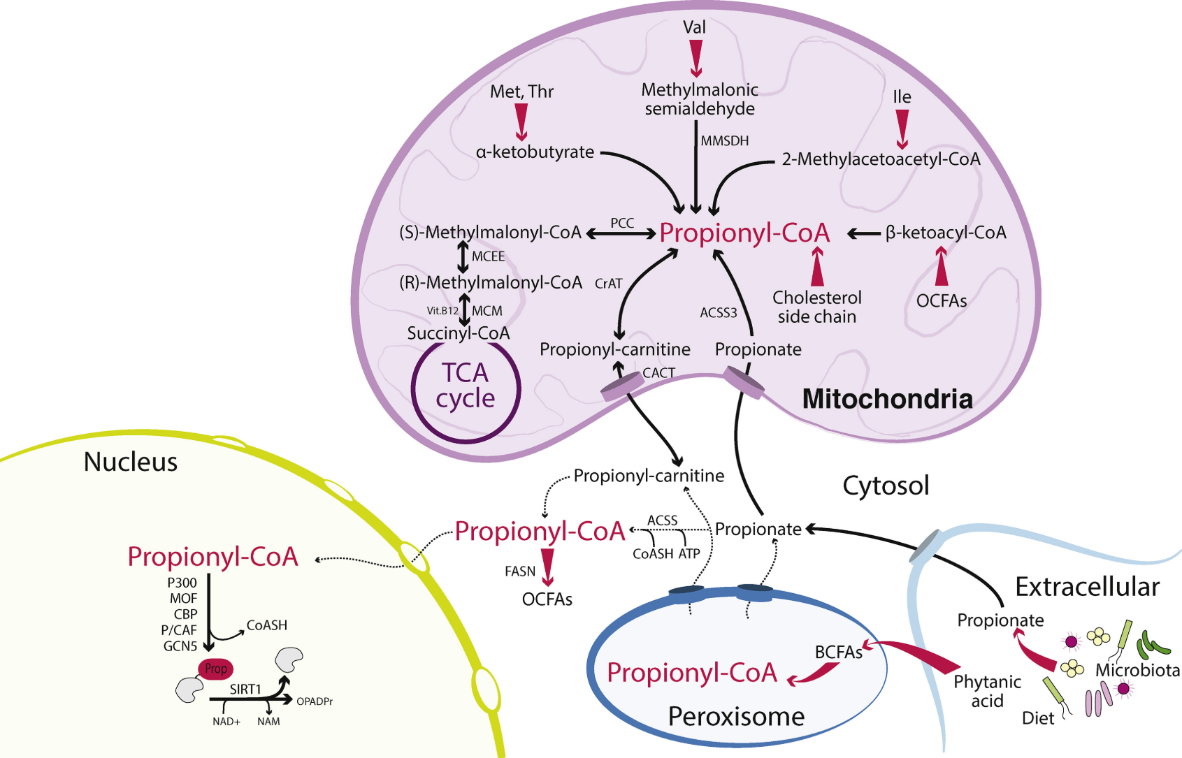 propionylation-analysis-service1