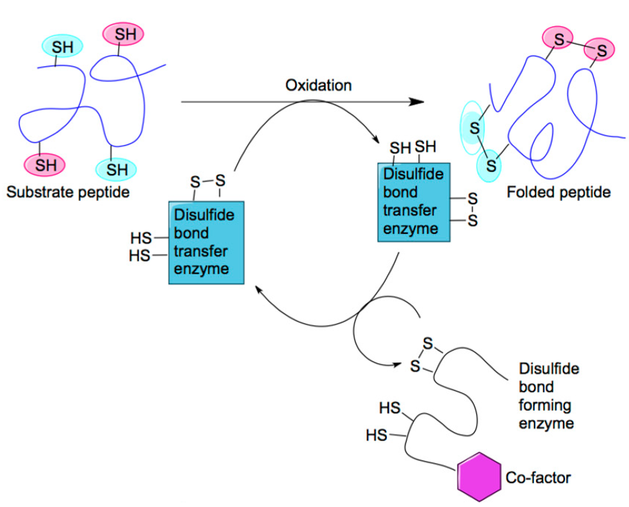 targeted-disulfide-bond-characterization-service1