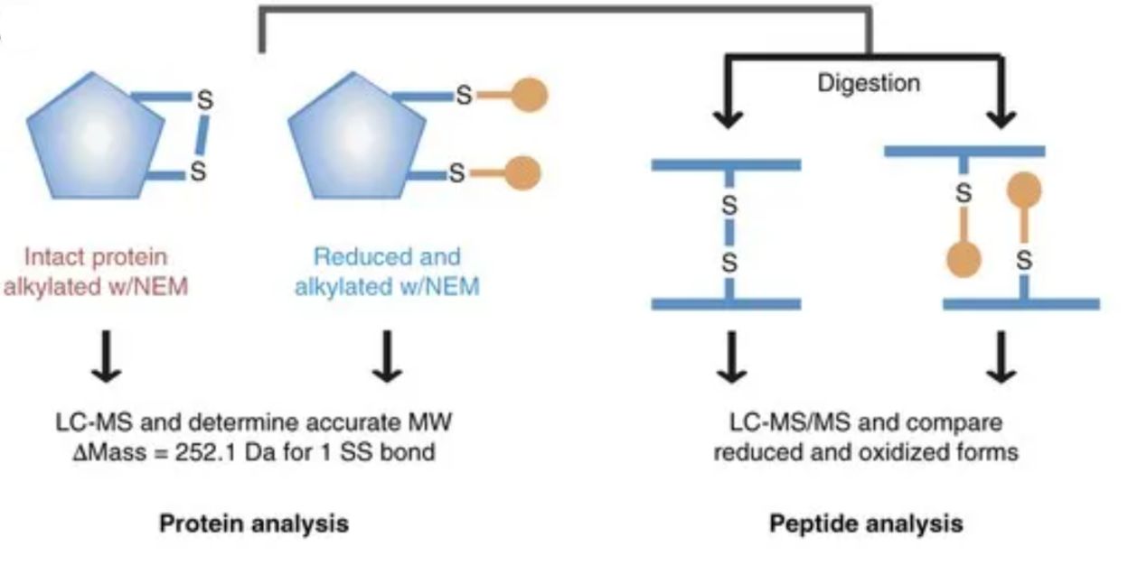 targeted-disulfide-bond-characterization-service2