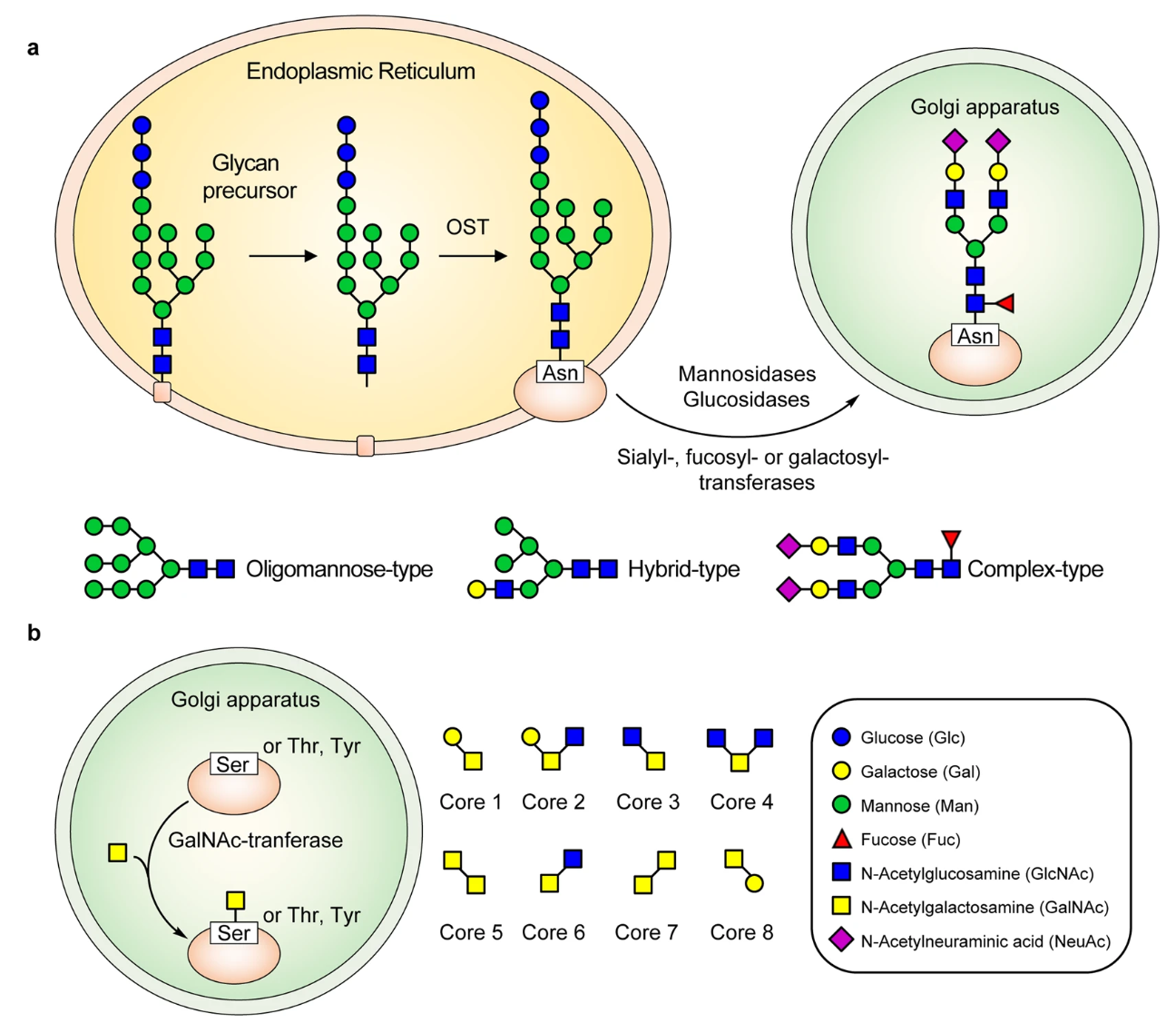 targeted-glycosylation-profiling-service1
