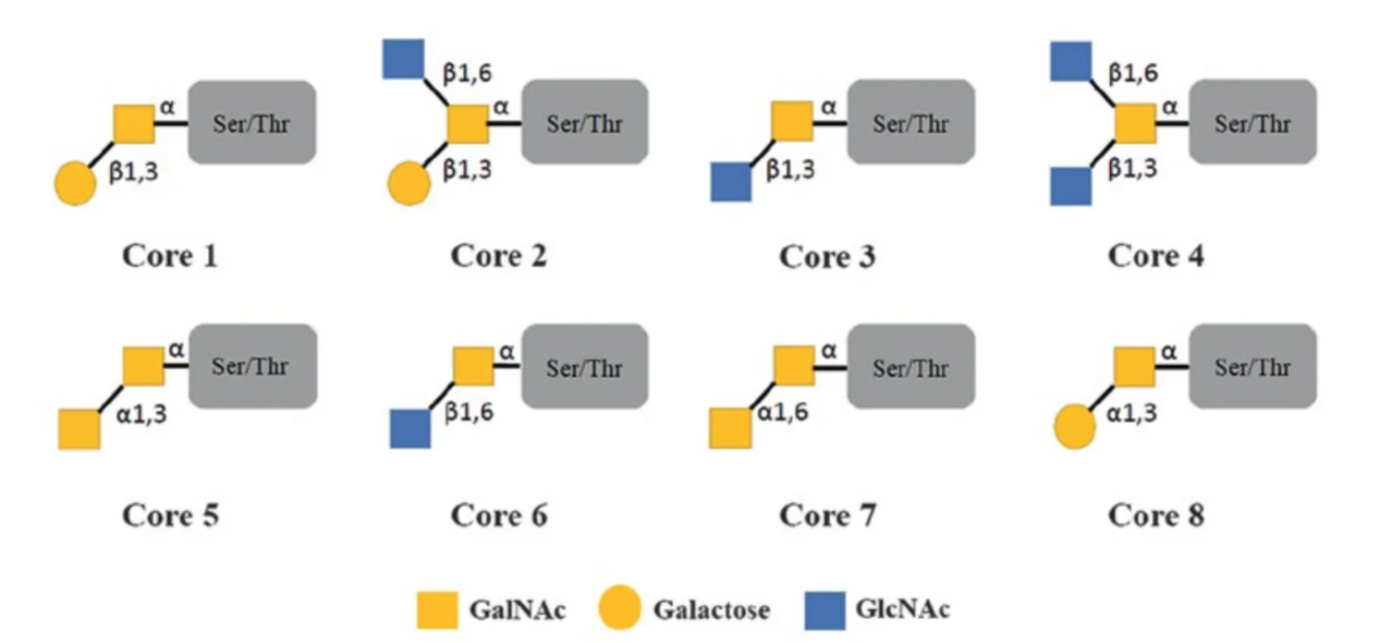 targeted-o-glycosylation-site-mapping-service1