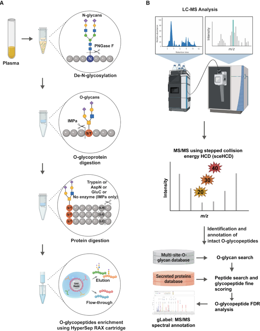 targeted-o-glycosylation-site-mapping-service2