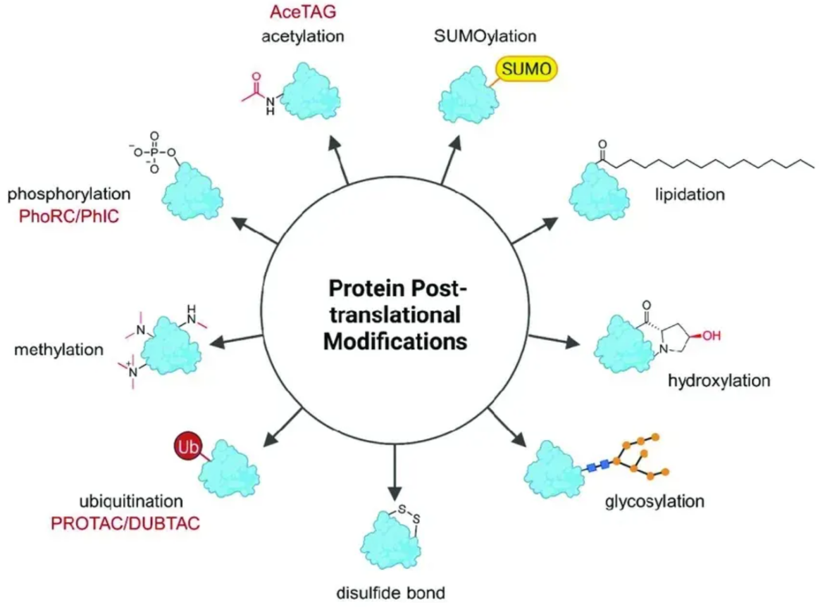 targeted-post-translational-modification-ptm-profiling-service1