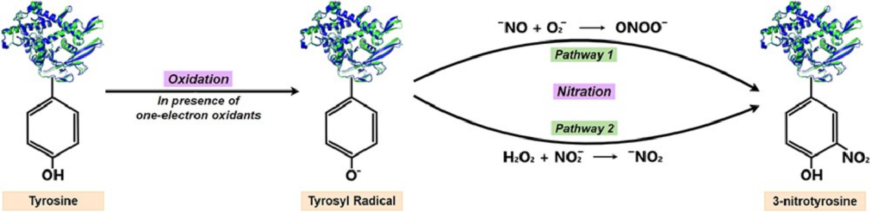 tyrosine-nitration-proteomics-profiling-service1